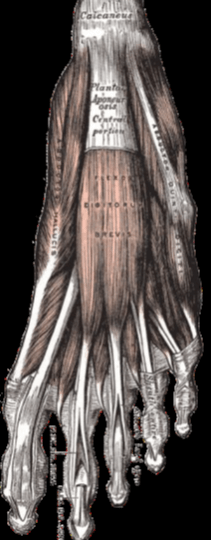 Plantar Fasciosis: A New Understanding of Treatment Priorities for Plantar Fasciitis